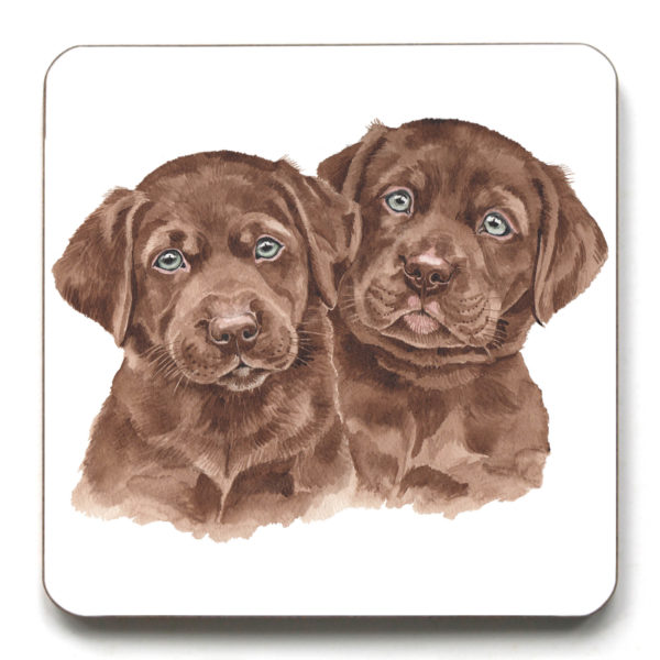 Chocolate Labrador Puppies