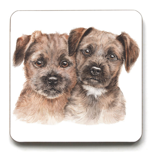 Border Terrier Puppies