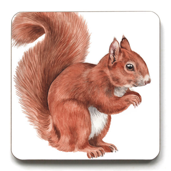 Red Squirrel