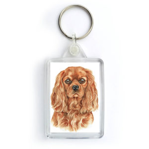 Ruby Cavalier King Charles Spaniel KRG-260
