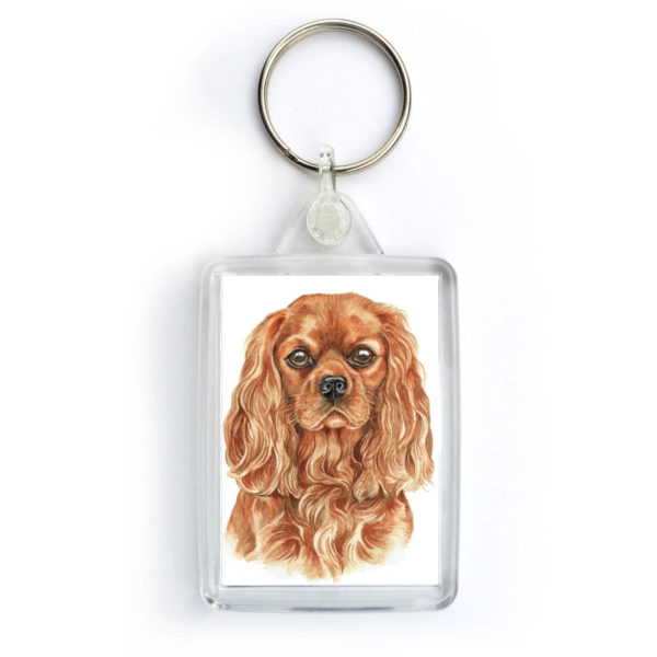 Ruby Cavalier King Charles Spaniel KRG-260