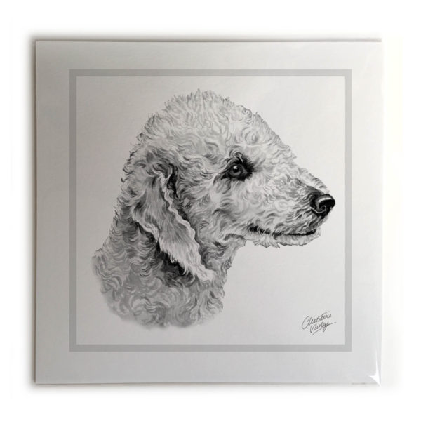 Bedlington Terrier Dog Picture / Print