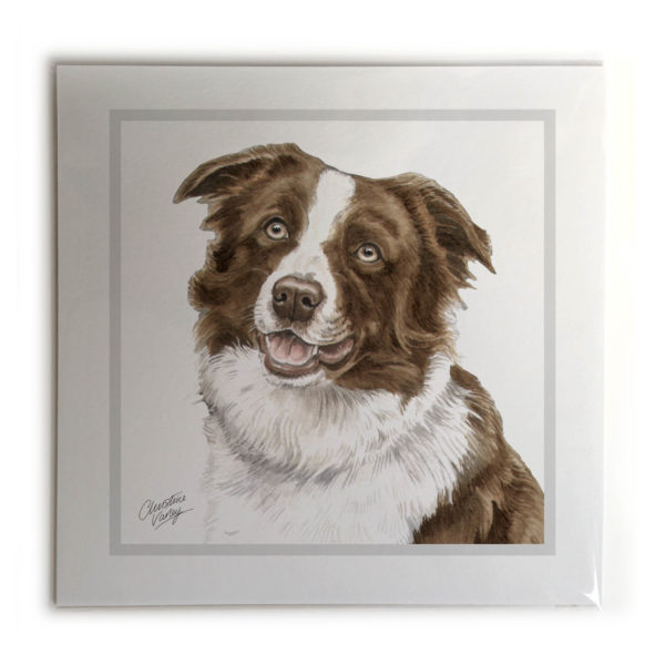 Border Collie Dog Picture / Print