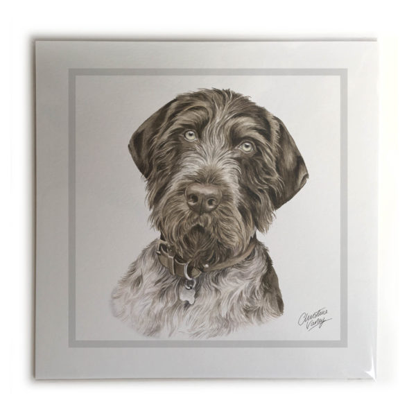 German Wire-haired Pointer Dog Picture / Print