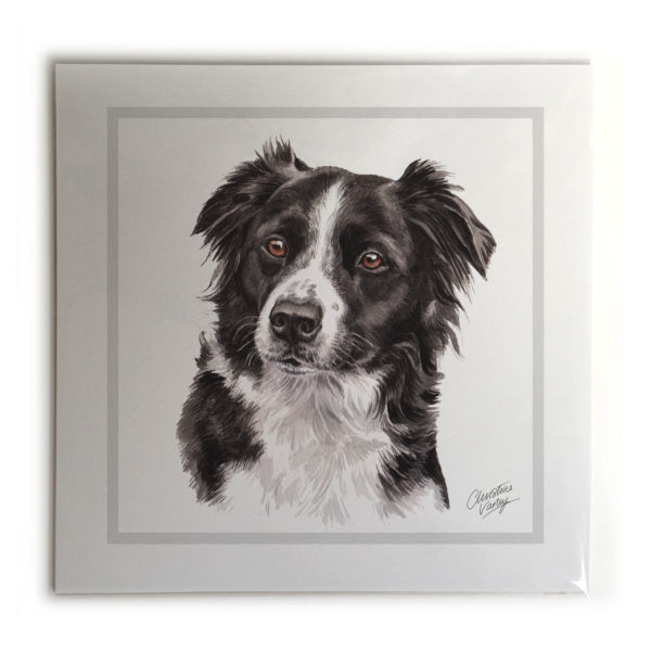 Border Collie Dog Picture / Print