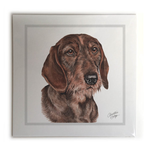 Wire Haired Dachshund Dog Picture / Print
