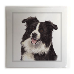 Border Collie Dog Picture / Print