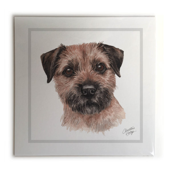 Border Terrier Dog Picture / Print