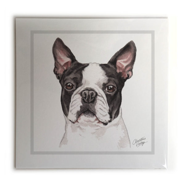 Boston Terrier Dog Picture / Print