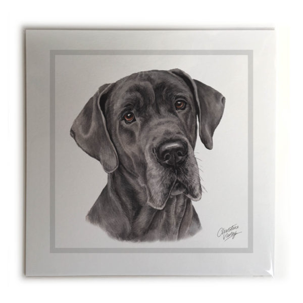 Great Dane Dog Picture / Print