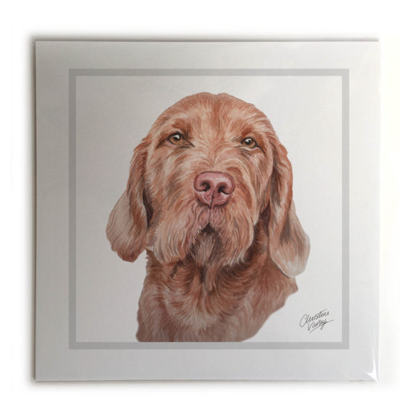Wirehaired Hungarian Vizsla Dog Picture / Print