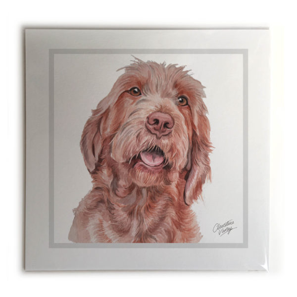 Wirehaired Hungarian Vizsla Dog Picture / Print