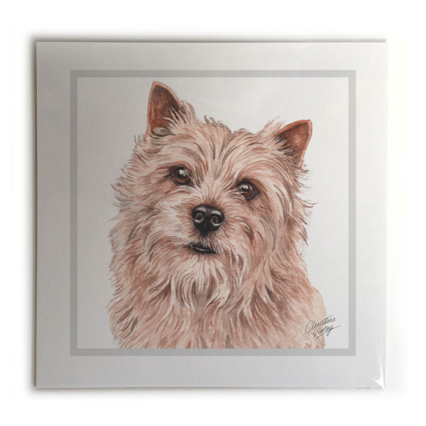 Norwich Terrier Dog Picture / Print