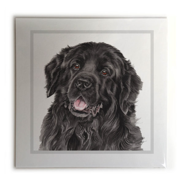 Newfoundland Dog Picture / Print