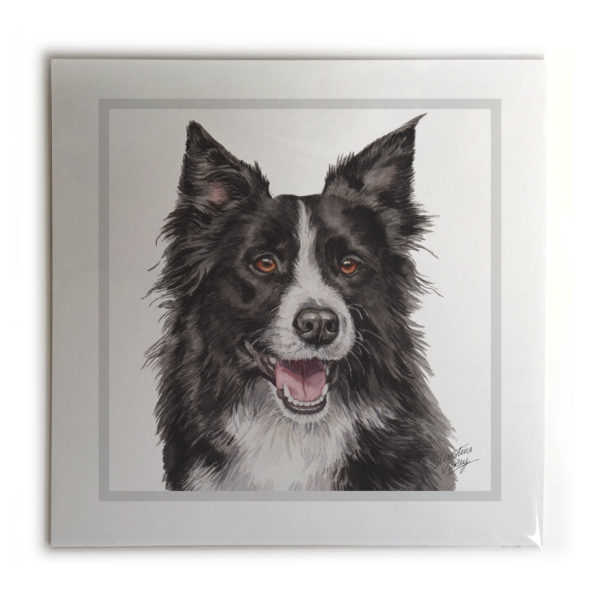 Border Collie Dog Picture / Print