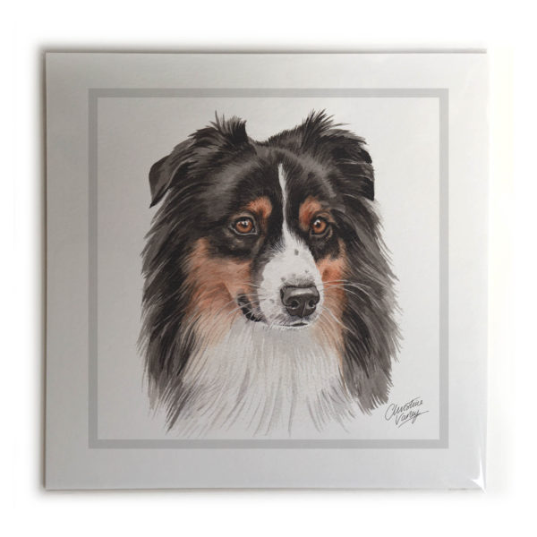 Australian Shepherd Dog Picture / Print