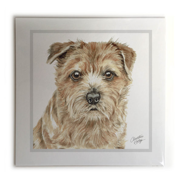Norfolk Terrier Dog Picture / Print