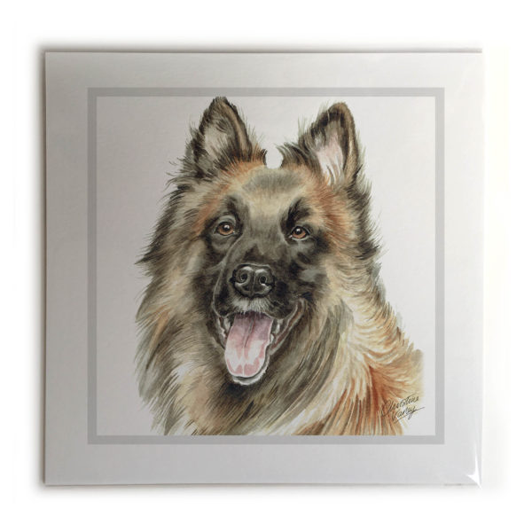 Belgian Shepherd Dog Picture / Print