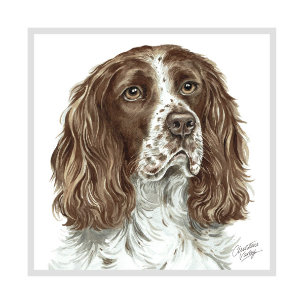 Springer Spaniel Dog Picture / Print