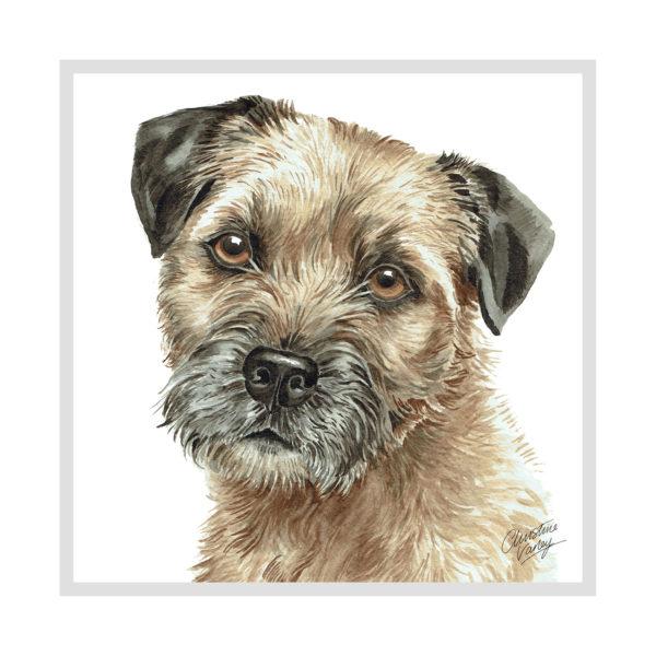 Border Terrier Dog Picture / Print