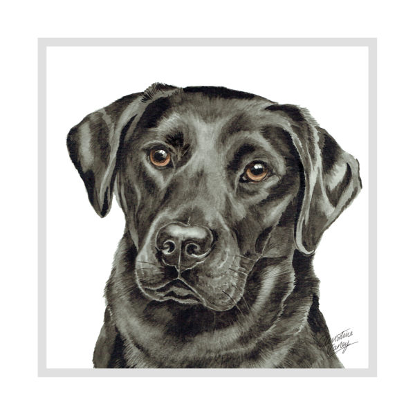 Black Labrador Dog Picture / Print
