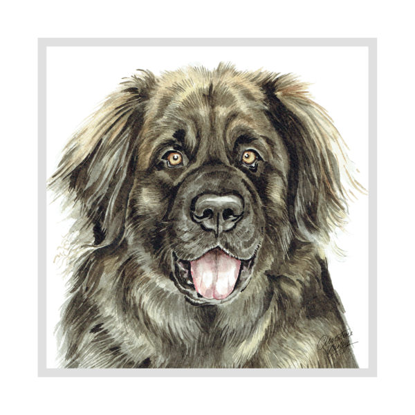 Leonberger Dog Picture / Print