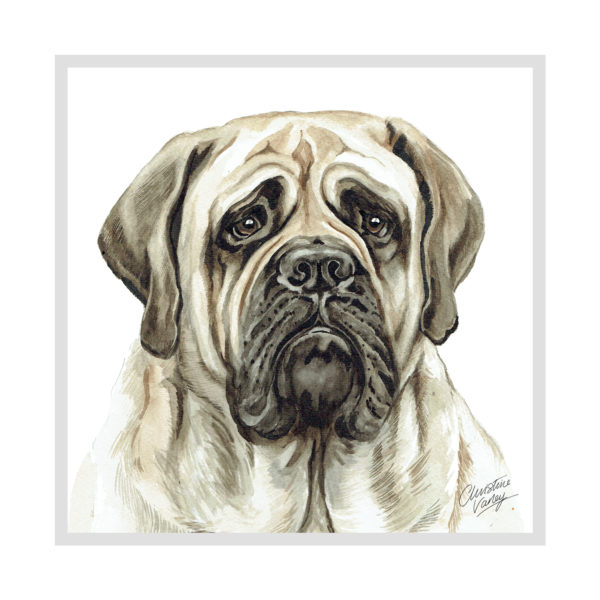 English Bull Mastiff Dog Picture / Print