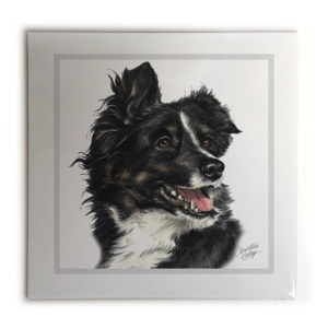 Border Collie Dog Picture / Print