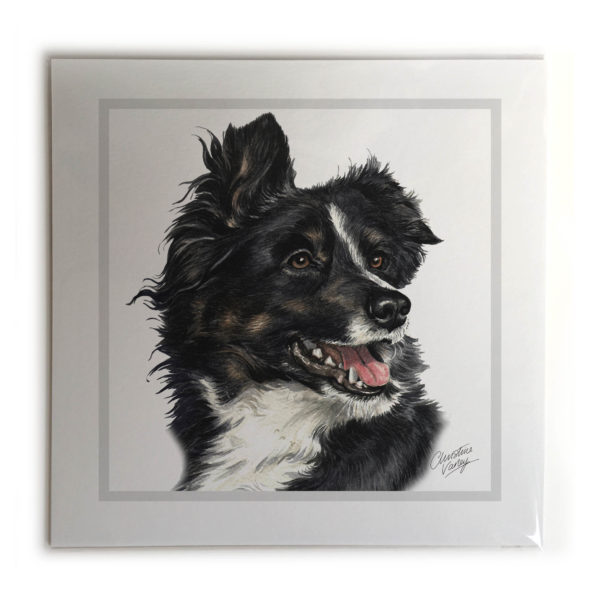 Border Collie Dog Picture / Print