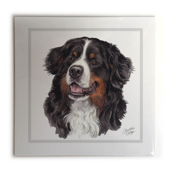 Bernese Mountain Dog Dog Picture / Print