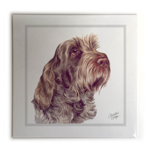 Italian Spinone Dog Picture / Print