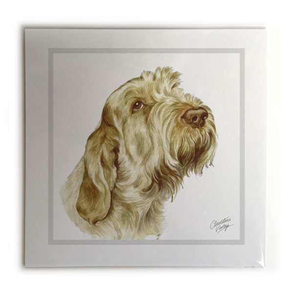 Italian Spinone Dog Picture / Print