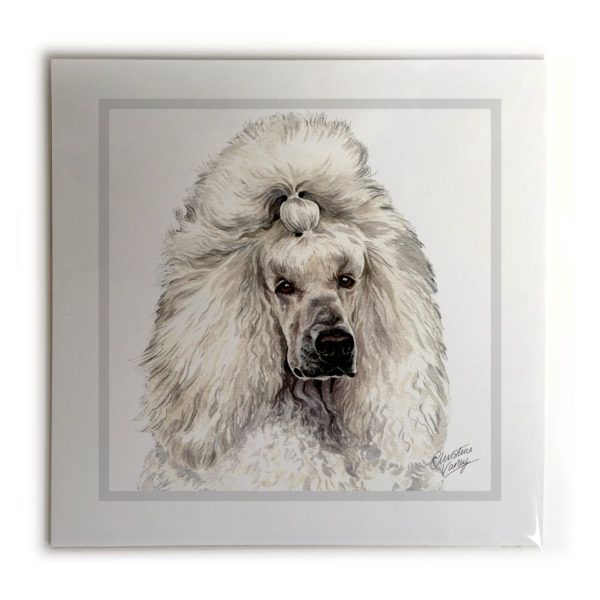 White Poodle Dog Picture / Print