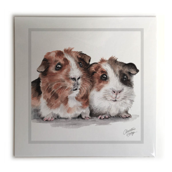 Guinea Pigs  Picture / Print