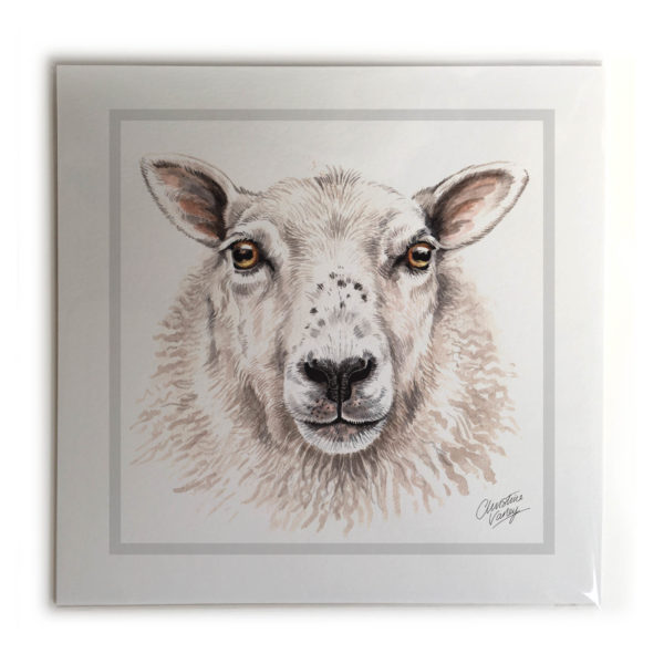 Sheep Animal Picture / Print