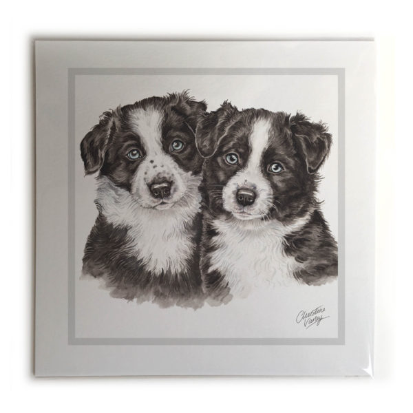 Border Collie Puppies Dog Picture / Print