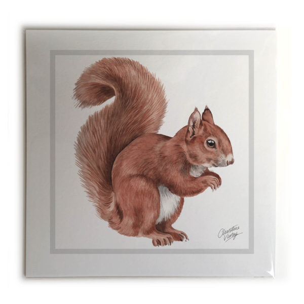 Red Squirrel Animal Picture / Print